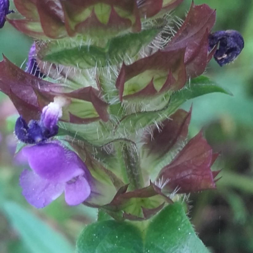 Self Heal