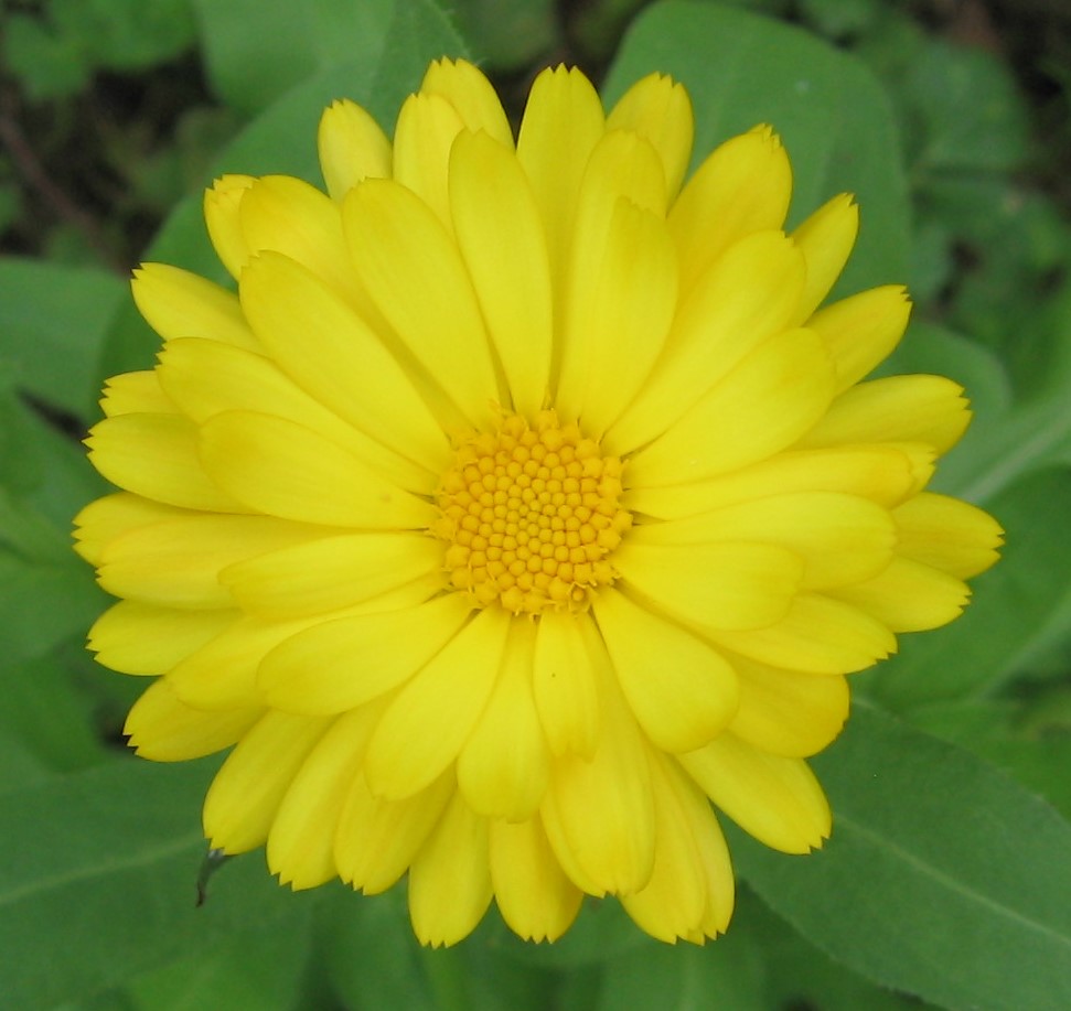 calendula